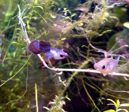 Panda Guppy Nachwuchs