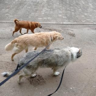 Hundebetreuung und Tier- und Haussitting