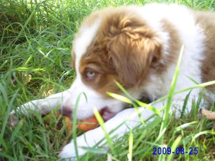 Border Collie Welpen o. P zuverkaufen