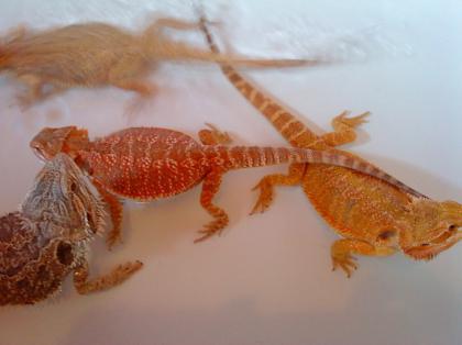 Bartagamenbabys
