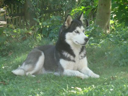 Deckmeldung reinrassige Showlinie Siberian Huskys