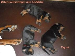 Wir haben Welpen Dobermannzwinger vom Teufelstal