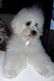 Bichon fris Welpen-aus VDH-Zucht suchen noch liebe Hundeeltern