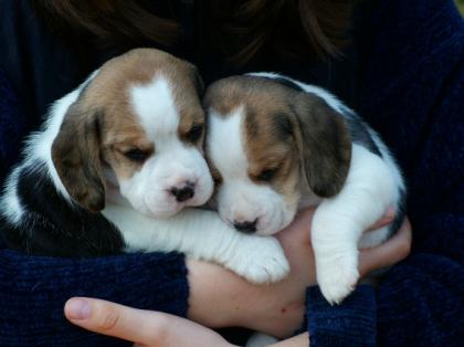 Beaglewelpen dreifarbig mit Papieren