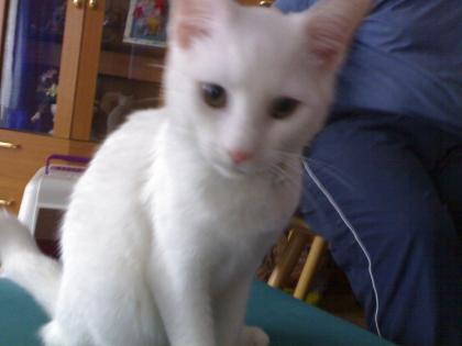 Verschenke katze
