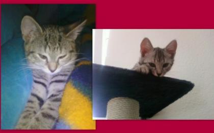 Zwei süße, einjährige Katzen zu verschenken