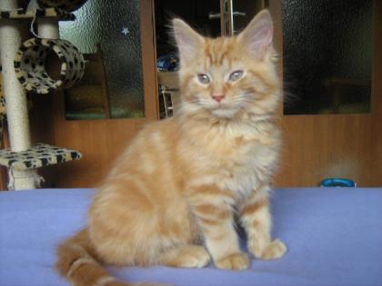 Maine Coon Kitten