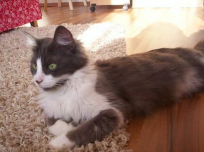 Türkisch Angora Katze 5 Jahre sucht Zuhause
