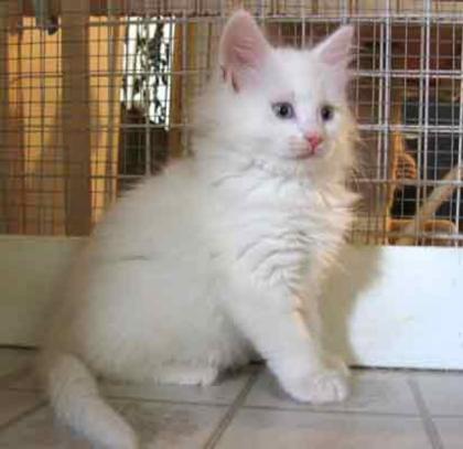 Maine Coon Katerchen
