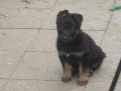 Schäferhundwelpen