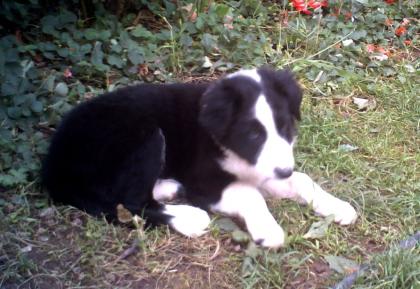 Border Collie Welpe männlich