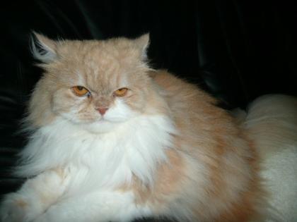 Kimberly sucht ein liebevolles Zuhause Perserkatze