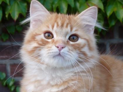 Wunderschöner Deutsch Langhaar Kater, red tb mc, sucht sein neues zu Hause