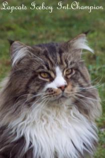 Bezaubernde Maine Coon Kitten