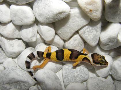 Leopardgeckos Eublepharis macularius super schöne intensive Farben.