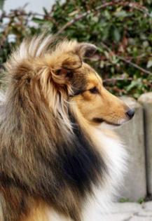Zuckersüße sheltiewelpen Minicollie, mit VDH-Papieren