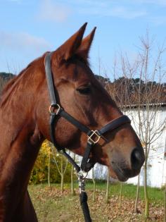 5 jährige Stute als Beistellpferd abzugeben