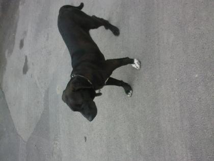 Rhodesian Ridgeback- Labrador Mischling