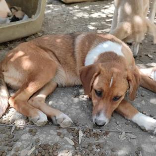 Tilly sucht ein passendes Zuhause