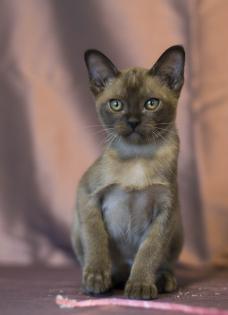 Burma Kitten