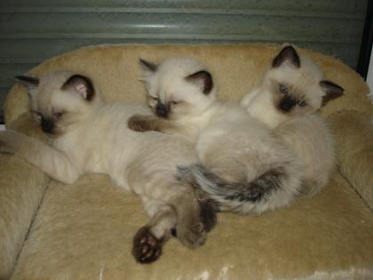 Süße Siam Kartäuser Kitten