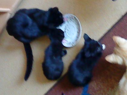 Süße schwarze Katzenkinder abzugeben