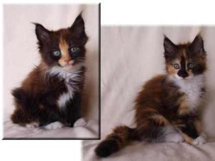 Unsere zwei bunten Maine Coon Hummelchen suchen noch .