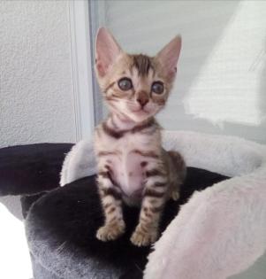 Reinrassige Bengalkitten mit Stammbaum Mini Leoparden