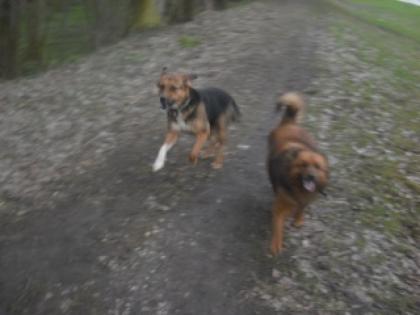 Hallo Ihr Hundehalter da draußen