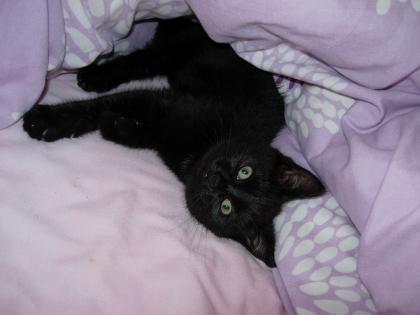 Flugpate für Babykatze gesucht
