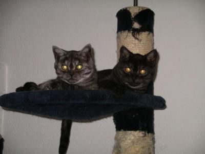 BKH Pärchen black-smoke P-Wurf black-silver-tabby