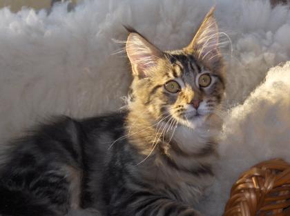 Maine Coon Mädchen