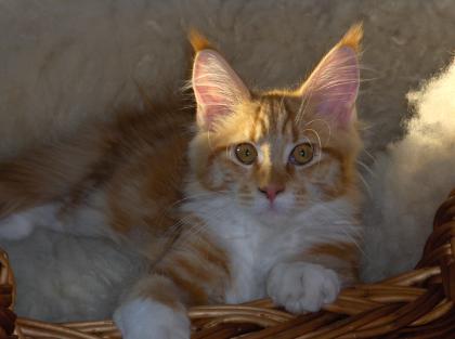 Maine Coon Hitten