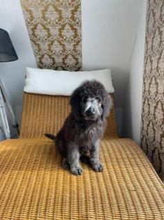 Wunderschönen Labradoodle Welpen 1000Euro