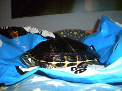 Gelbwangenschmuckschildkröten kostenlos abzugeben