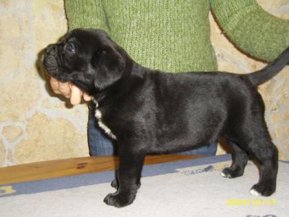 Cane Corso Welpen mit Papiere und Gesundgarantie