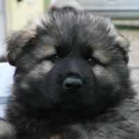 Langstockhaar-Schäferhunde W E L P E N altdeutsche