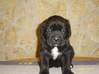 Cane Corso Welpen aus Champion Linie
