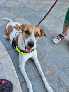 Maja sucht ein passendes Zuhause