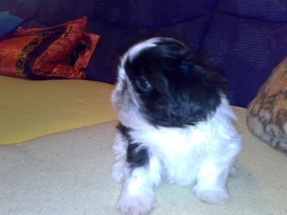 Shih-Tzu Welpe