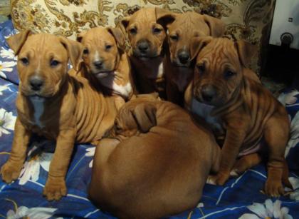 American Staffordshire Terrier Welpen 250Euro