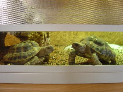 2 männliche Landschildkröten 04 zu verkaufen
