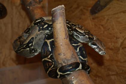 Boa c. imperator