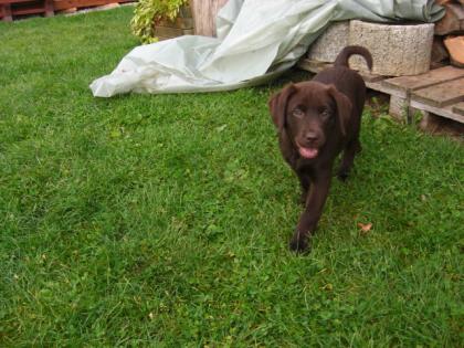 Süße Choco-Labradorwelpen ab sofort.