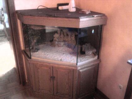 Eck Aquarium als Terrarium 4 Bartagame
