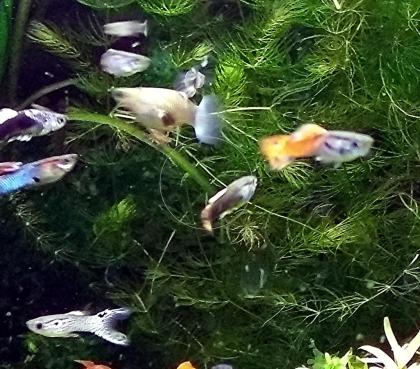 Guppy Mixe, AKTION, 7, 50Euro/ 6 Stck. , Versand