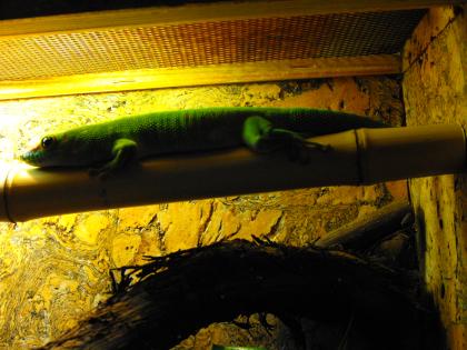 1, 0 Phelsuma Grandis Madagaskar Taggecko adult