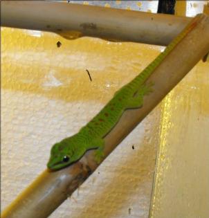 0, 0, 5 Phelsuma Grandis Großer Taggecko