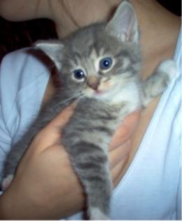 Maine Coone/Rusisch Blau Kitten abzugeben
