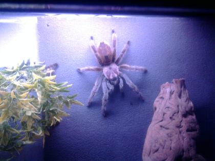 Vogelspinne Großes Terrarium Wassergel